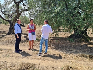 Olivový háj rodinné farmy Montagano